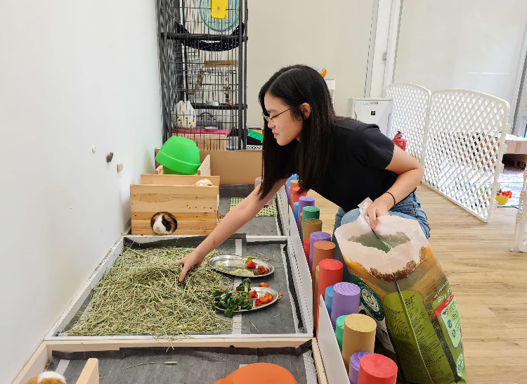 A photograph of a young woman cleaning after guinea pigs